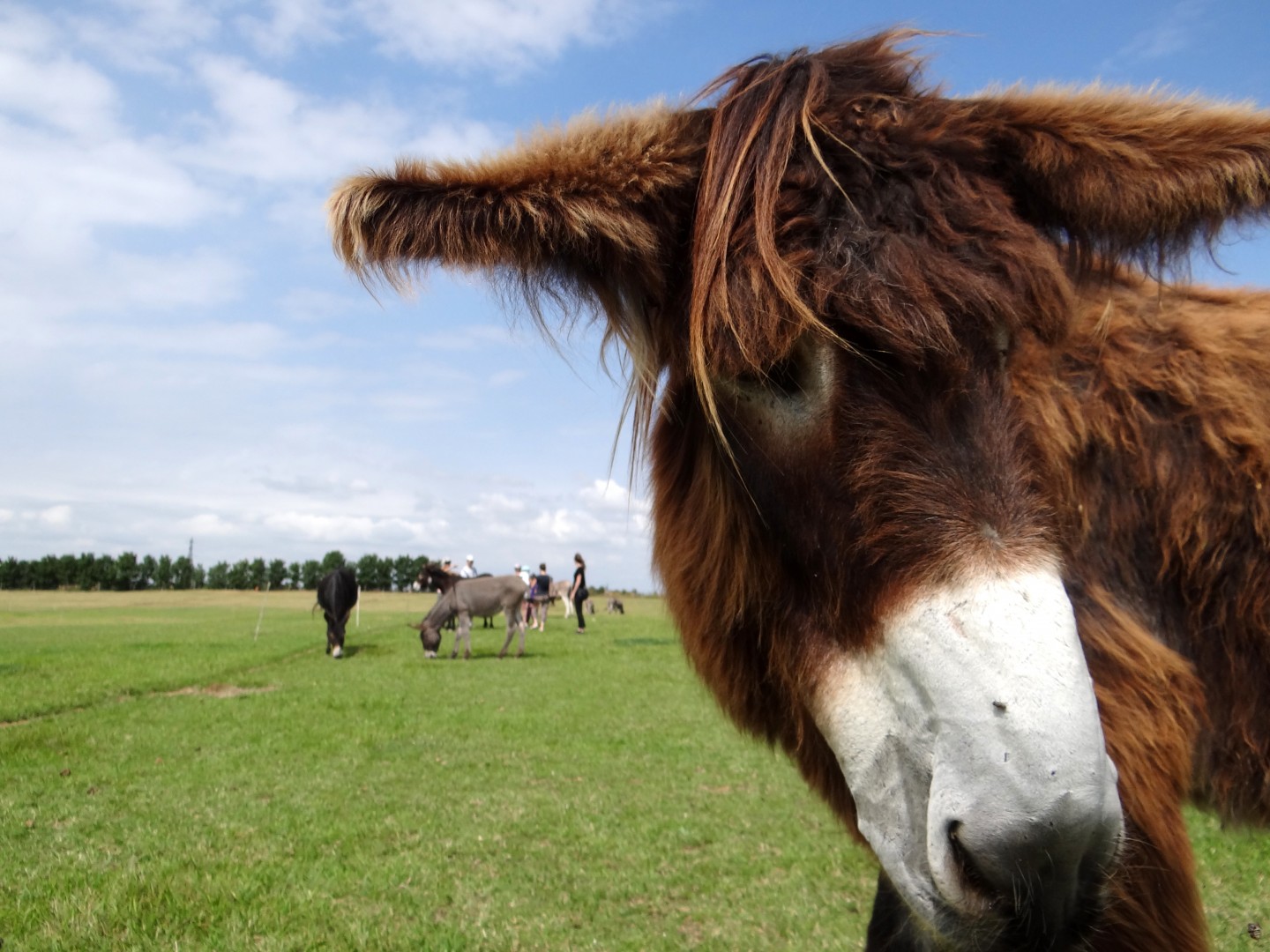 Descubre la «asinerie» o granja de burros de Varennes | Office de tourisme  de La Rochelle