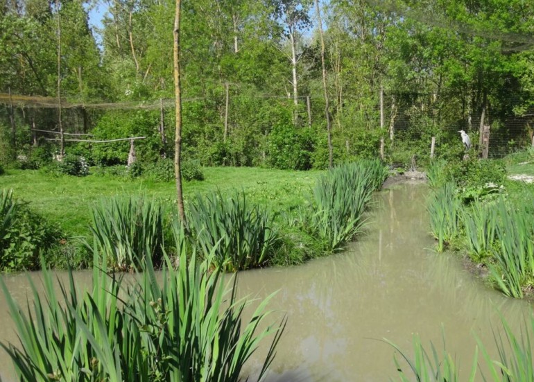 Parc ornithologique Les Oiseaux du Marais Poitevin- 1