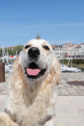 Faire garder mon chien à La Rochelle